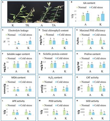 Alterations of phenotype, physiology, and functional substances reveal the chilling-tolerant mechanism in two common Olea Europaea cultivars